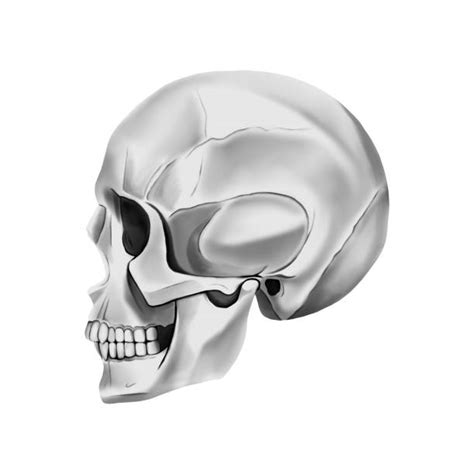 920+ Skull Profile Stock Illustrations, Royalty-Free Vector Graphics ...