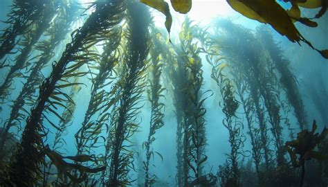 Adaptations of Ocean Plants | Sciencing