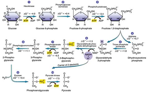 Biology: the miracle of life: Cellular Respiration: Glycolysis