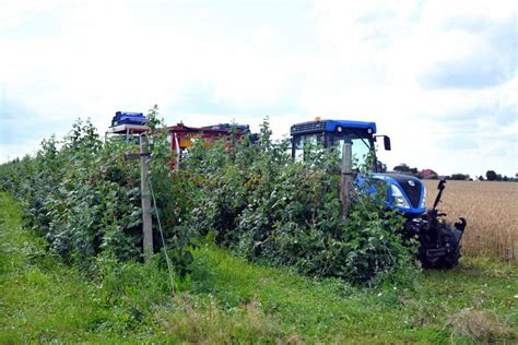 Raspberries harvesting | Raspberry and blueberry harvester | Producer