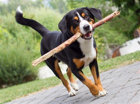 Entlebucher Mountain Dog Info, History, Temperament, Training, Puppy ...