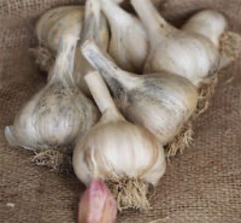 Garlic Gallery – Green Garden Farm