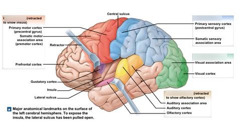 Brain Lobes Diagram | Quizlet