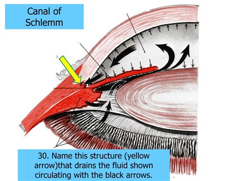 PPT - EYE ANATOMY TUTORIAL PowerPoint Presentation, free download - ID ...