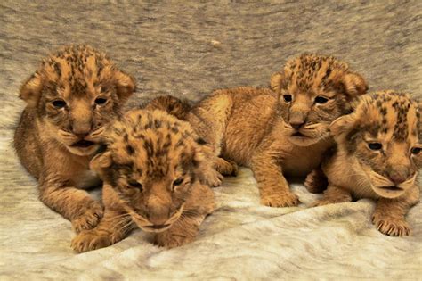 Oklahoma City Zoo Welcomes First Litter Of African Lion Cubs Born At ...