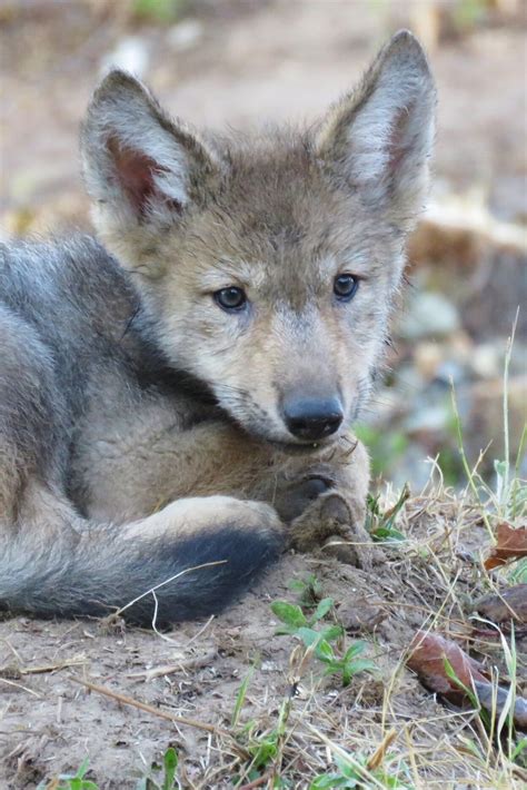 2020 Wolf Pups — Wildlife Science Center