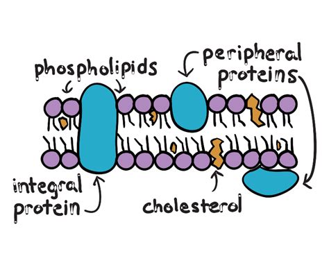 Phospholipid Bilayer With Cholesterol