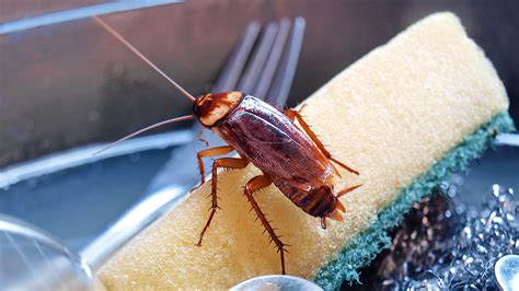 How to get rid of roaches quickly and safely | Tom's Guide