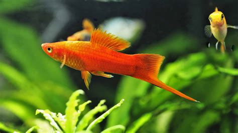 10 Beautiful Red Freshwater Fish (Perfect for Aquariums!) - A-Z Animals