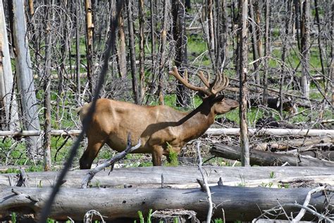 Tips for viewing wildlife at Yellowstone National Park