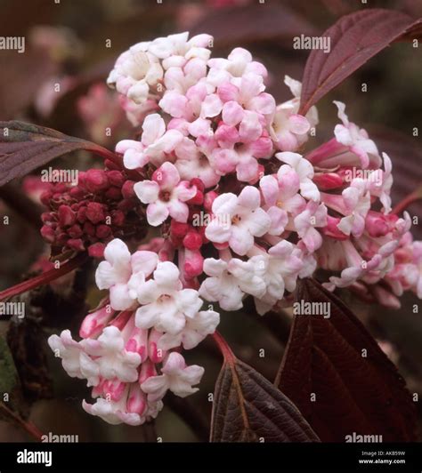 Viburnum x bodnantense Dawn Stock Photo - Alamy