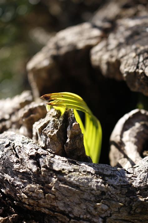 Seeds,palm,plant,seedling,mediterranean - free image from needpix.com