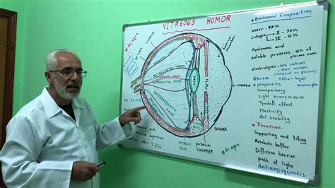 Anatomy & Physiology of the Vitreous humour - YouTube