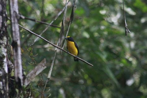 Thick-Billed Euphonia Bird Animal - Free photo on Pixabay - Pixabay