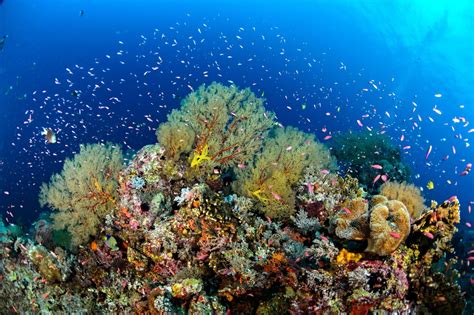 Tubbataha Reefs Natural Park Photo by: Tet Lara via Marine Conservation ...