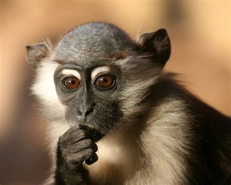 Desktop Nature wallpaper: Baby Monkey Wallpapers, Monkey Baby Funny ...