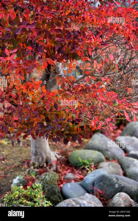 autumn Foliage in Japan Stock Photo - Alamy