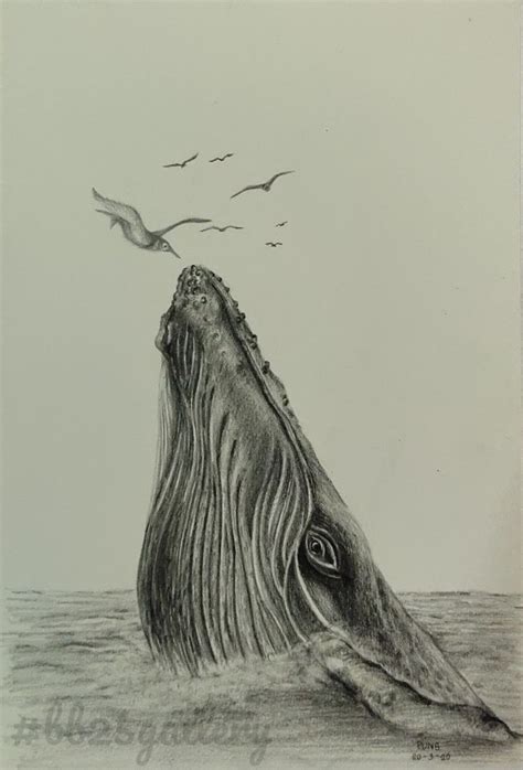 Humpback whale | Pencil drawings of animals, Sea animals drawings ...