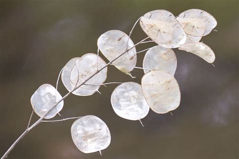 Lunaria (Silver Dollar Plant): Care & Growing Guide