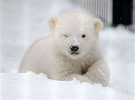 Baby Polar Bear Wallpapers - Wallpaper Cave