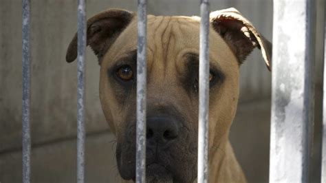 Petition · Justice for the Baytown, Tx Shelter Animals - United States ...