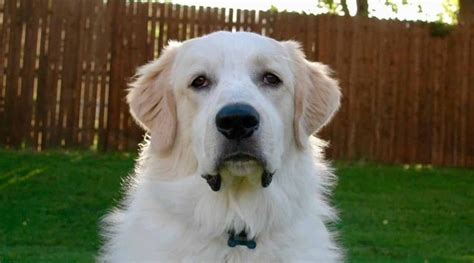 Great Pyrenees Mixes: 16 Large Pyrenees Hybrid Dogs | Great pyrenees ...