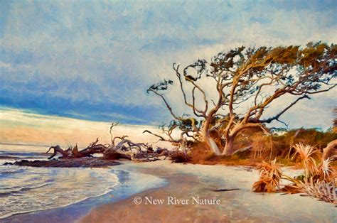 A Little Piece of Me: Driftwood Beach - Art in Nature on Jekyll Island ...