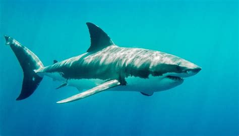 24 Interesting & Fun Facts About Sharks - sharksinfo.com