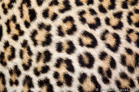 Leopard Spots - Burrard-Lucas Photography | Leopard spots, Spots ...