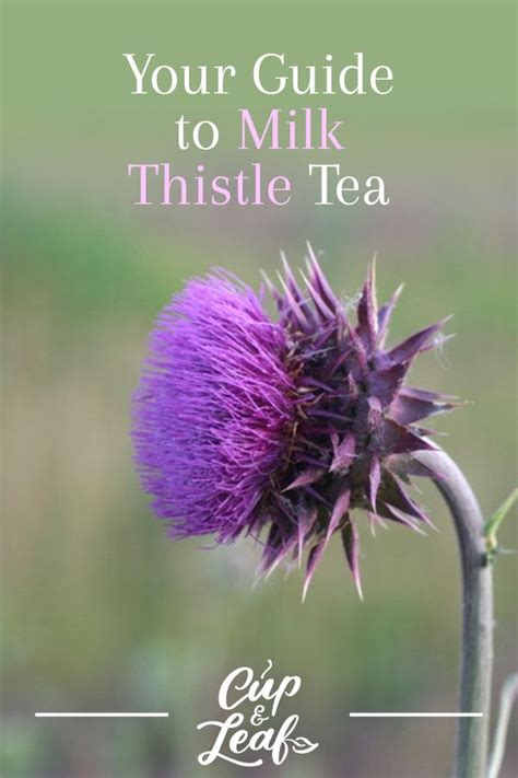 Your Guide to Milk Thistle Tea | Milk thistle tea, Thistle, Milk thistle