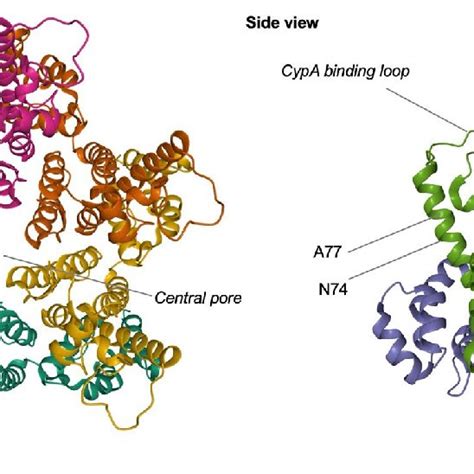 Capsid-dependent cellular proteins | Download Scientific Diagram