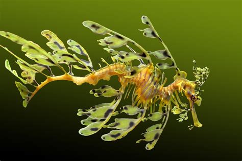 Leafy seadragon (Phycodurus eques) | about animals