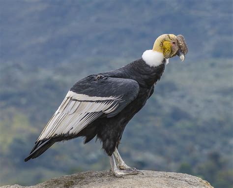 Cóndor Andino/Andean Condor/Vultur gryphus – Birds Colombia