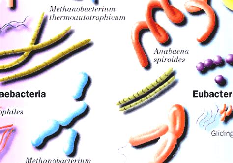 Archaea - Domain Of Archaebacteria