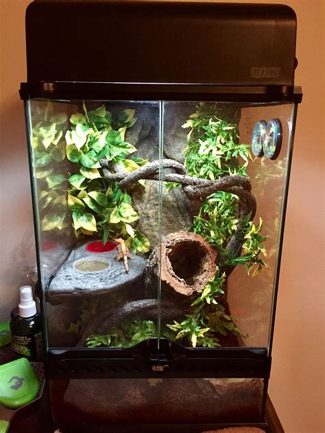 Gecko In Paludarium - Paludarium 2021