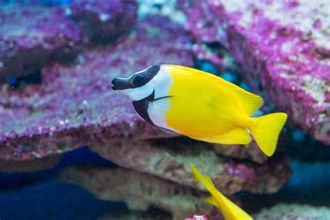 Are Foxface Rabbitfish Reef Safe?