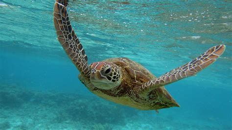 Weltschildkrötentag: Nur nicht den Kopf einziehen | ZEIT ONLINE