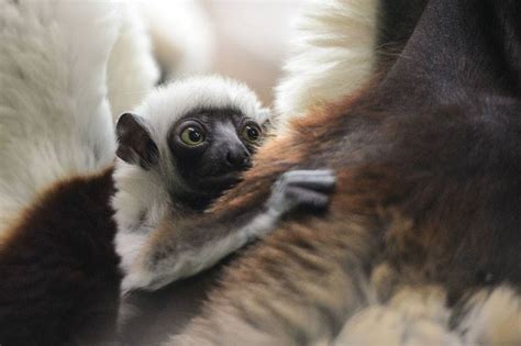 Baby Sifaka, the Lemur that Dances, Born at St. Louis Zoo