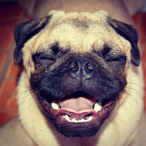 The 16 Cutest Dog Smiles You'll Ever See | The Dog People by Rover.com