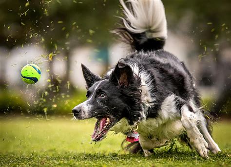 How to get your dog to play fetch, by expert trainer Ben Randall ...