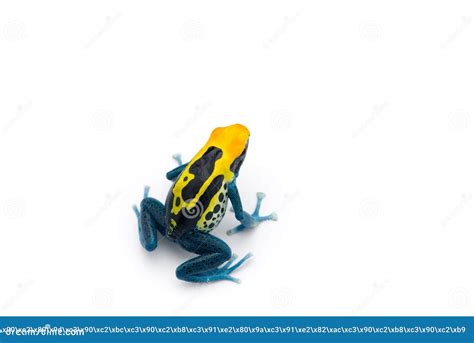 The Poison Dart Frog Isolated on White Background Stock Image - Image ...