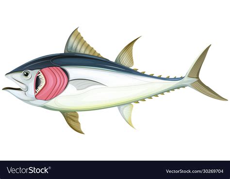 Fish with gills on white background Royalty Free Vector