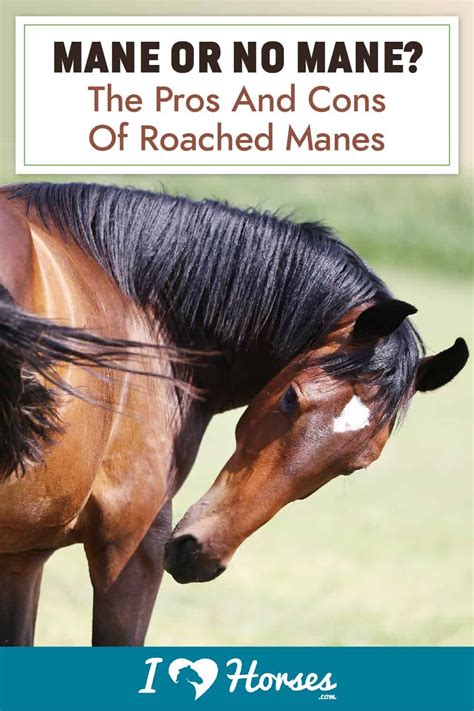 Mane Or No Mane? The Pros And Cons Of Roached Manes | Horse mane, Horse ...