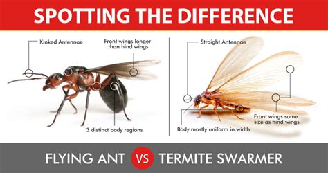 How to Tell the Difference Between Ants and Termites With Wings | All Bugs