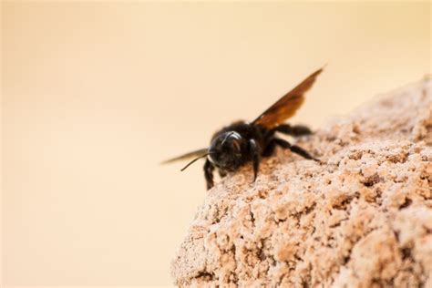 Do Carpenter Bees Sting? - Beautiful Bees