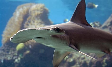 10 Sharks in New Jersey Waters - A-Z Animals