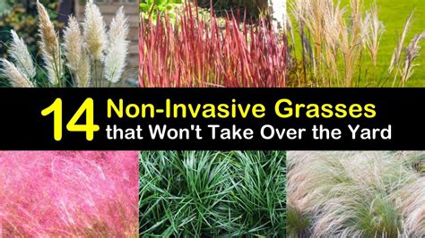 14 Non-Invasive Grasses that Won't Take Over the Yard