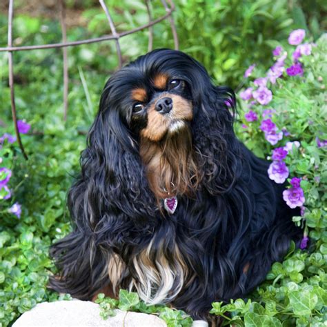 Cavalier King Charles Spaniel Colors