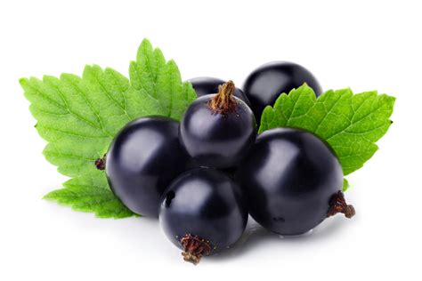 German Translation of “ blackcurrant” | Collins English-German Dictionary