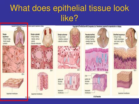 Epithelial Tissue